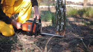 How Our Tree Care Process Works  in Princeton Junction, NJ